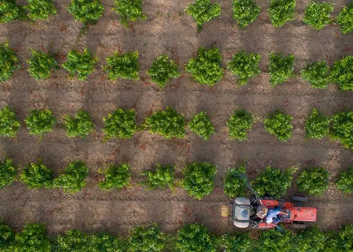 Aneli Luxury - Semeli